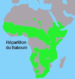 repartition du babouin