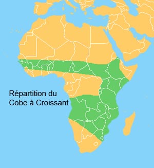 Rpartition du cobe a croissant