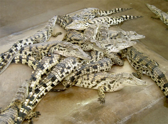 crocodile bébé