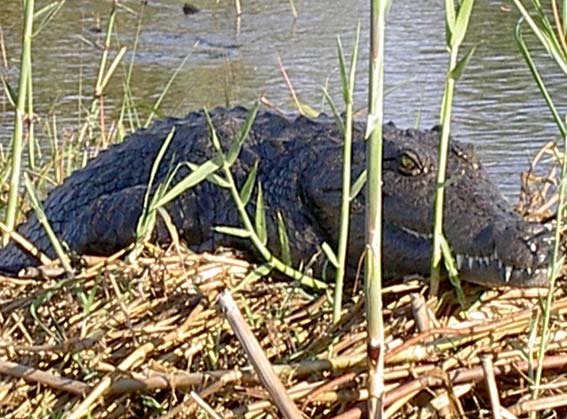 crocodile okavango