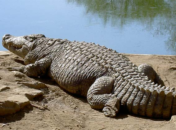 crocodile otjiwarongo namibie