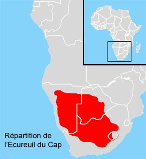 repartition ecureuil du cap