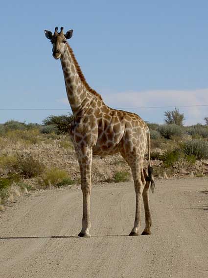 girafe.jpg