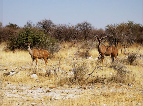 femelle kudu
