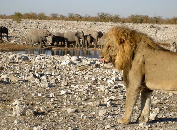  lion avec des élephants en arriére plan
