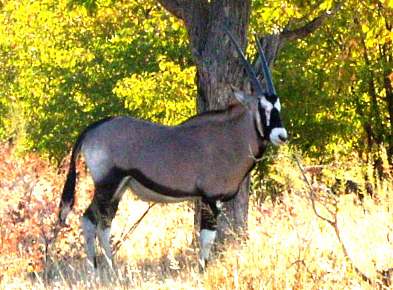 http://www.animaux.arroukatchee.fr/oryx/l-oryx.jpg