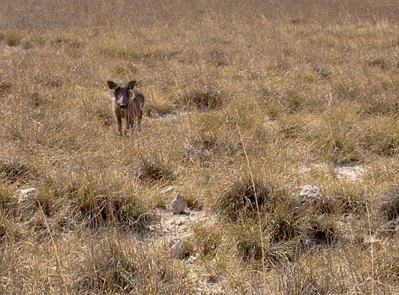 phacochere etosha