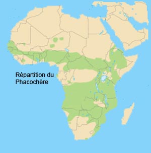 repartition du phacochere en Afrique