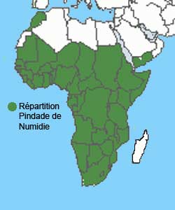 repartition geographiqque de la Pintade de Numidie