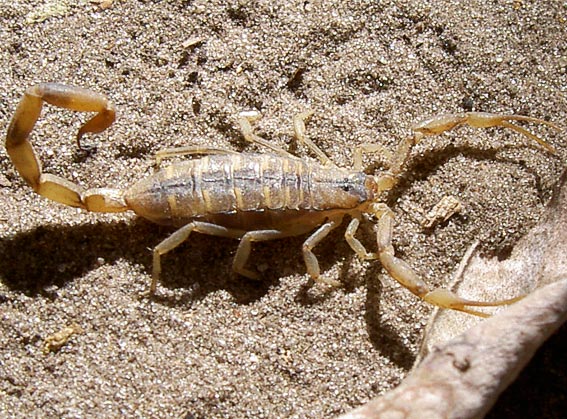  scorpion du genre Buthus
