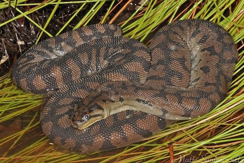 serpent Acrochordidae