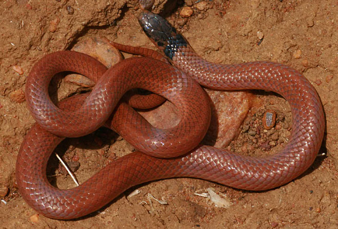 serpent Atractaspididae