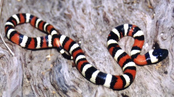 serpent Colubridae
