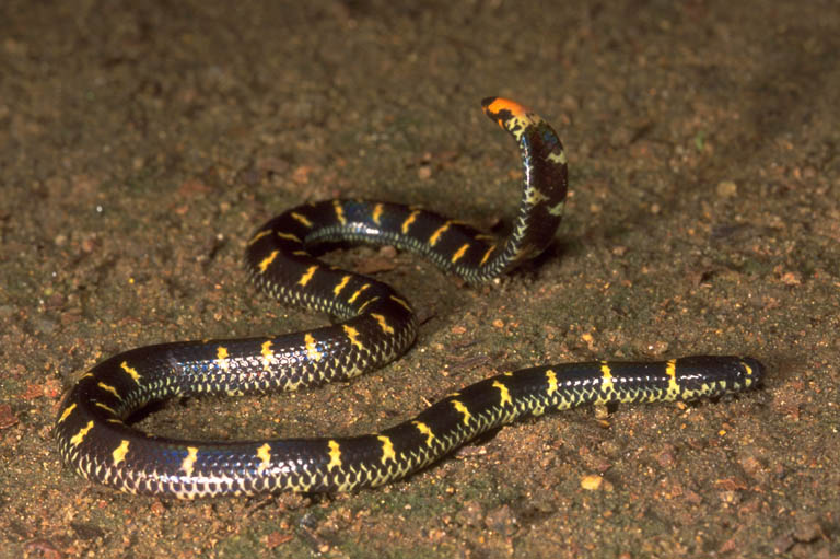 serpent Cylindrophiidae