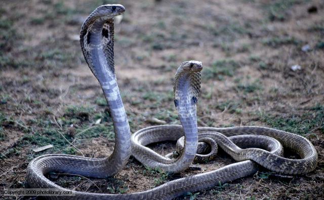 serpent Elapidae