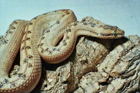 serpent Loxocmids