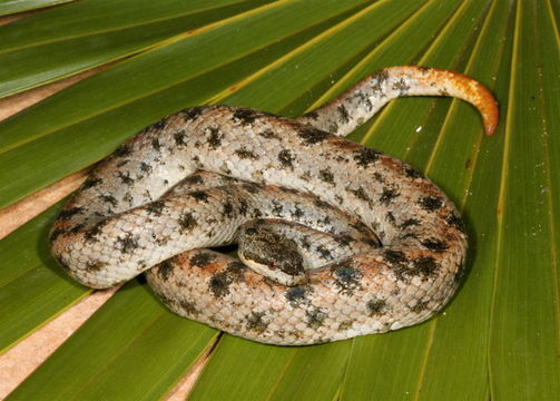 serpent tropidophiidae