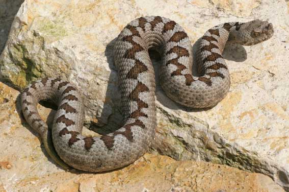 serpent viperidae