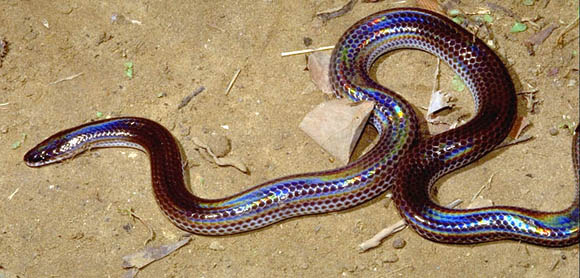 serpent Xenopeltidae