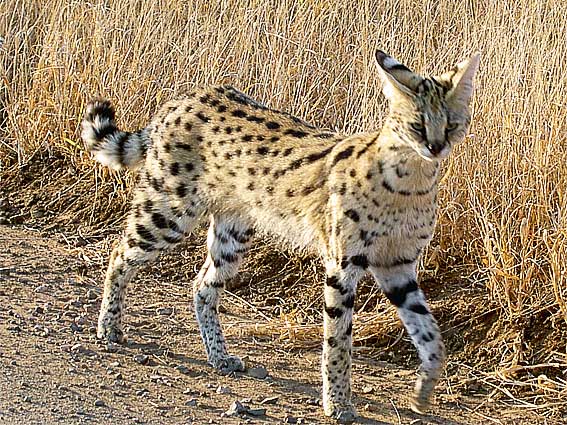serval au parc Kruger