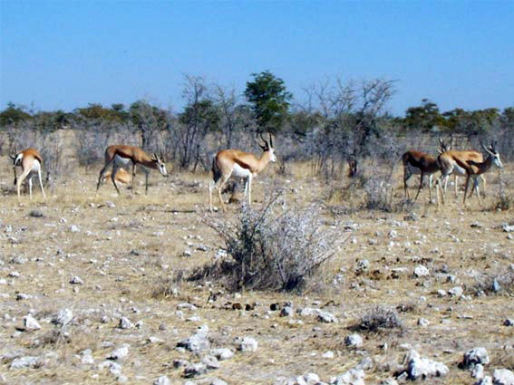 Springboks en Afrique
