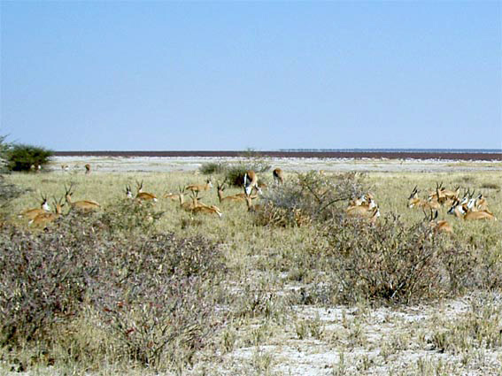 troupeau de Springboks
