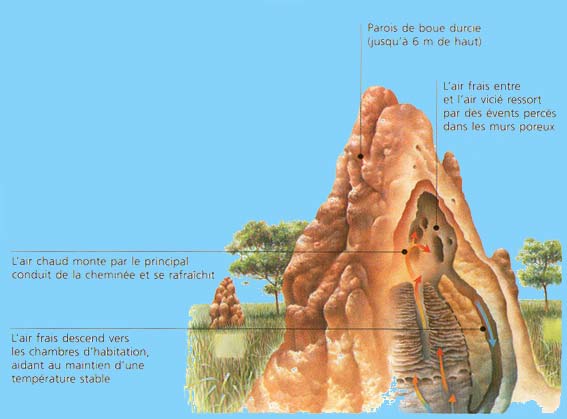 l'interieur d'une termitiere