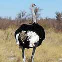 Ostrich