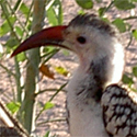 Hornbill