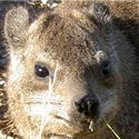 hyrax