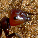 ant