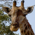 girafe