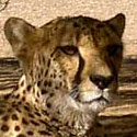 guepard