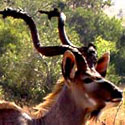 kudu