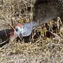 guinea fowl Numidia