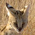 serval