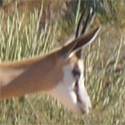 springbok