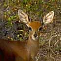 steenbok