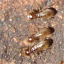 termite