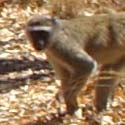 vervet monkey