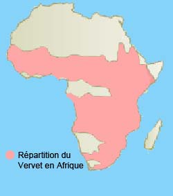 repartition du vervet