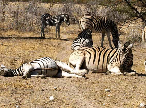 troupeau de zebres
